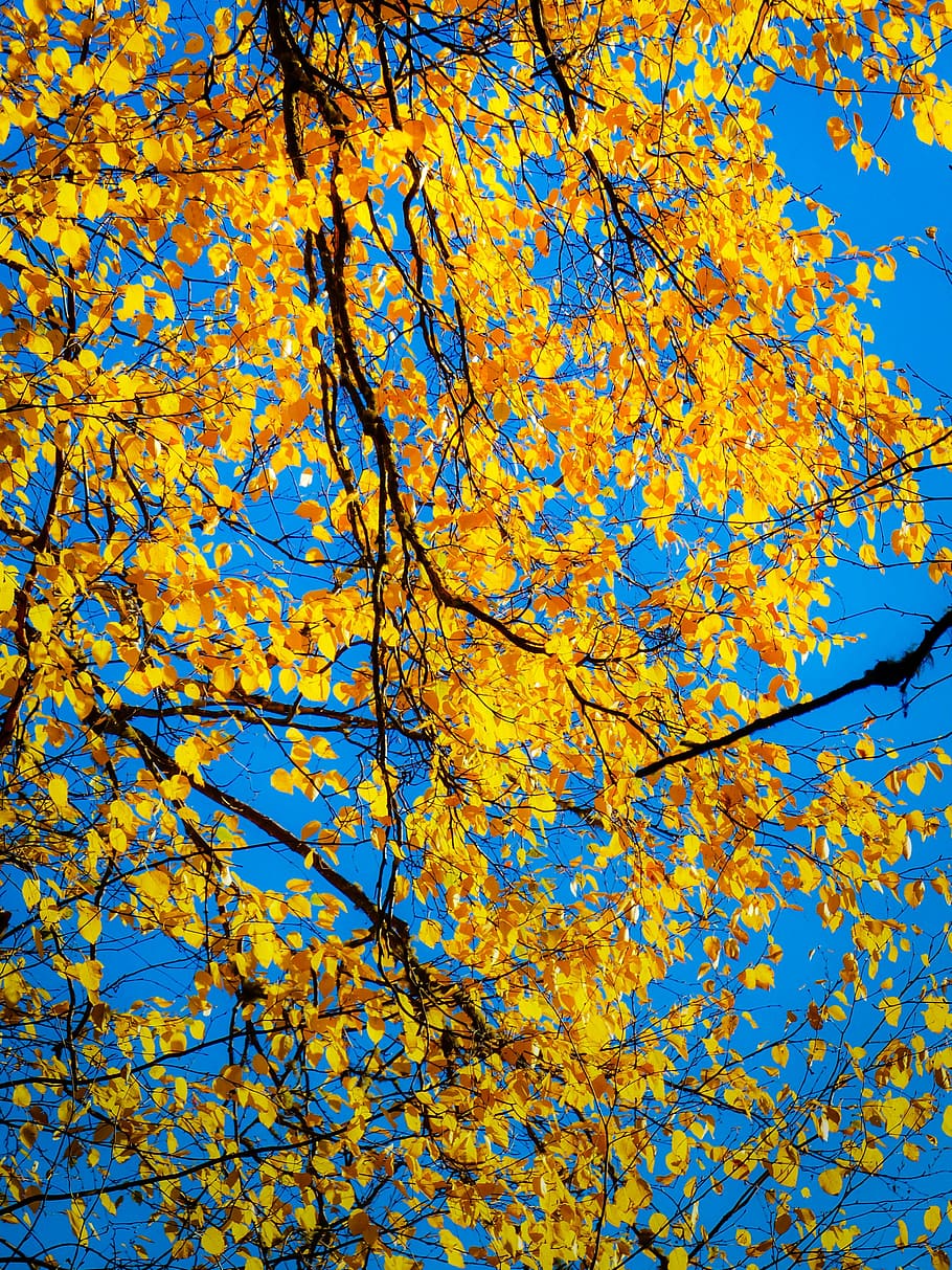 autumn, fall, yellow, leaves, tree, forest, foliage, nature HD wallpaper