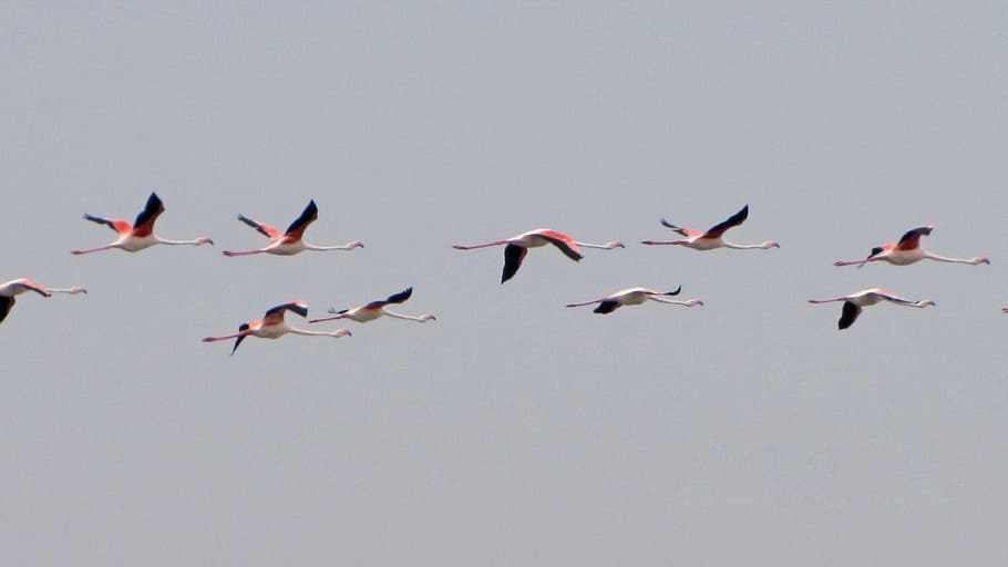 flock of birds flying in the sky, flamingos, pink flamingo, water bird, HD wallpaper