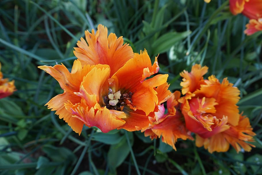 tulip, orange, bulb, flowering plant, fragility, freshness HD wallpaper