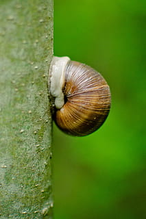 shell, house snail, log, tree, green, nature, tribe, close HD wallpaper