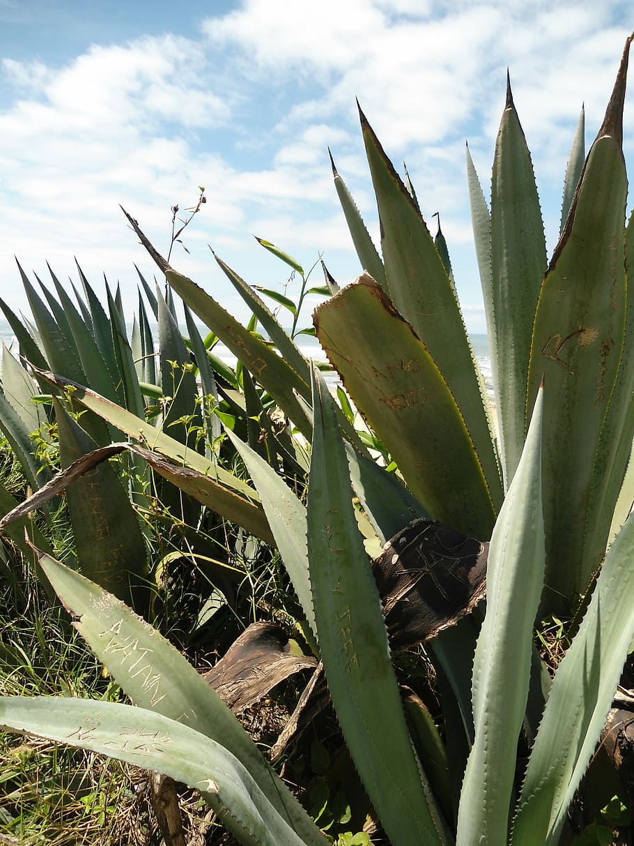 agave, plant, mar, beach, beach towers, rio grande do sul, salt water HD wallpaper