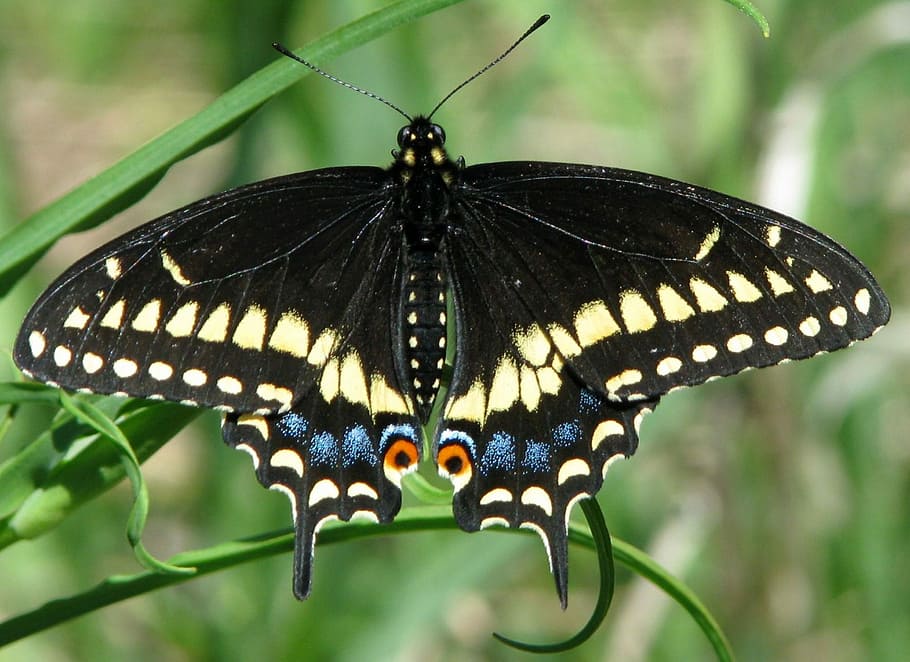 Eastern Black Swallowtail, american black swallowtail, parsnip butterfly, HD wallpaper