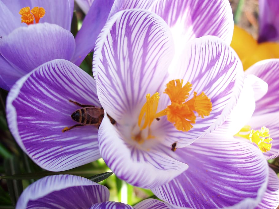 crocus, bee, close up, flower, flowering plant, freshness, fragility HD wallpaper