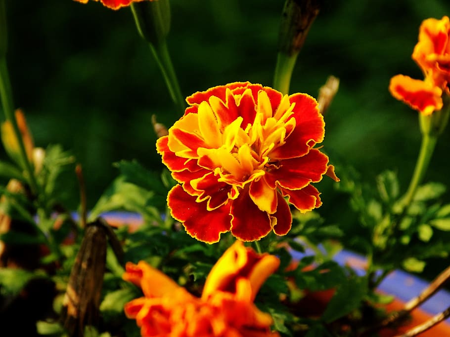 marigold, flower, bloom, blossom, yellow, orange, garden, green HD wallpaper