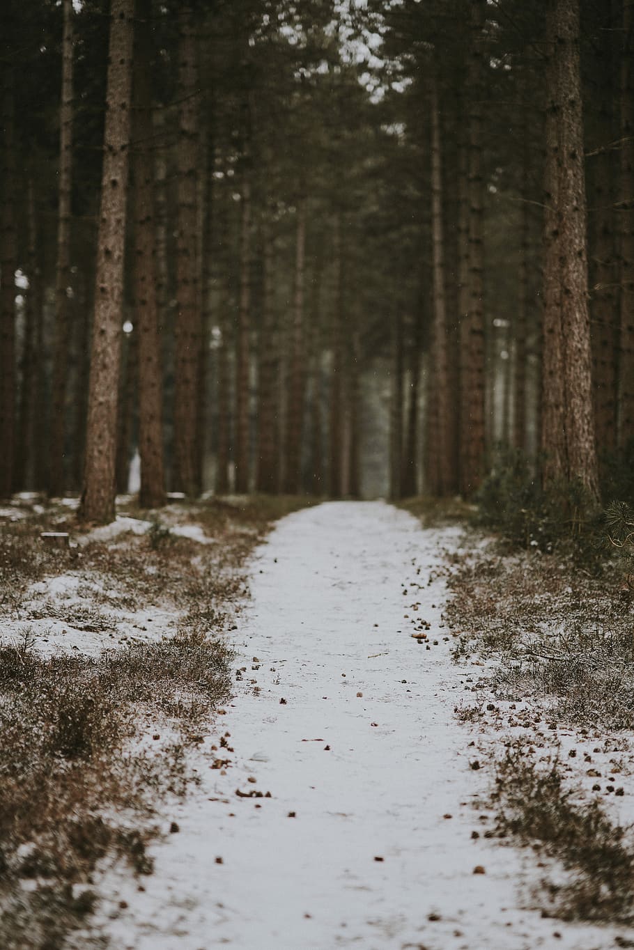 Path through woods, white sand between trees during daytime, track HD wallpaper
