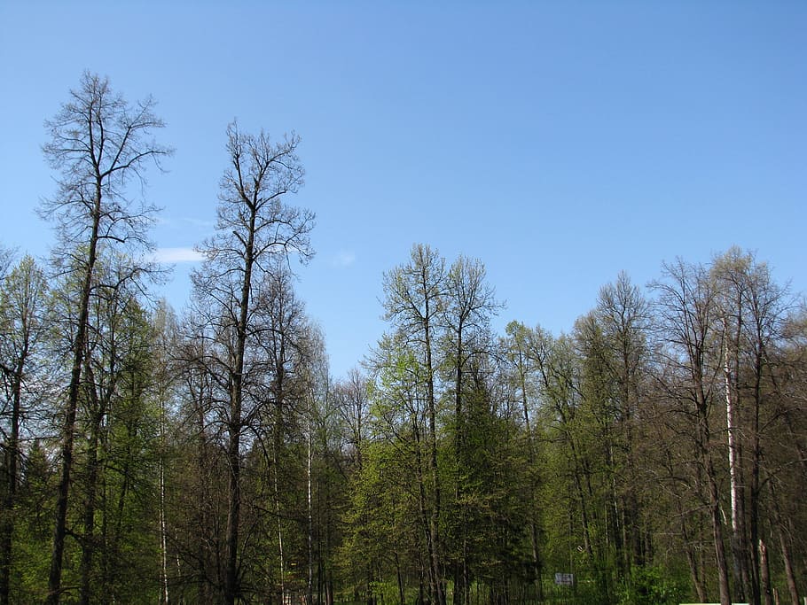 spring, forest, trees, sky, nature, landscape, stroll, birch HD wallpaper