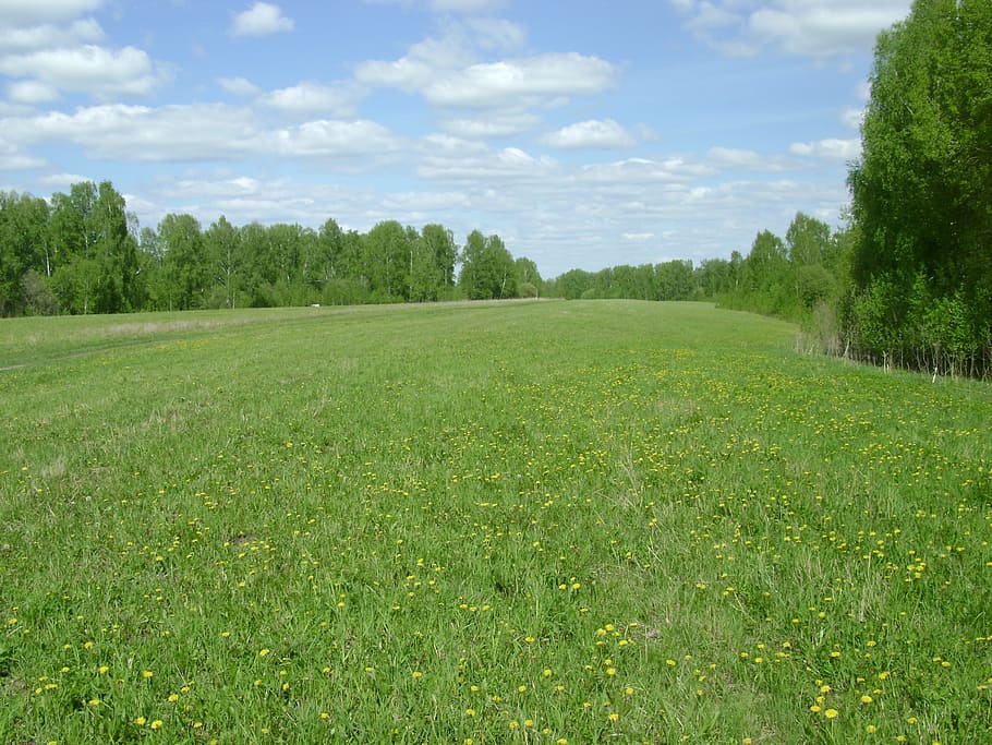 Box Spring, Clearing, Mowing, field, growth, green color, nature HD wallpaper