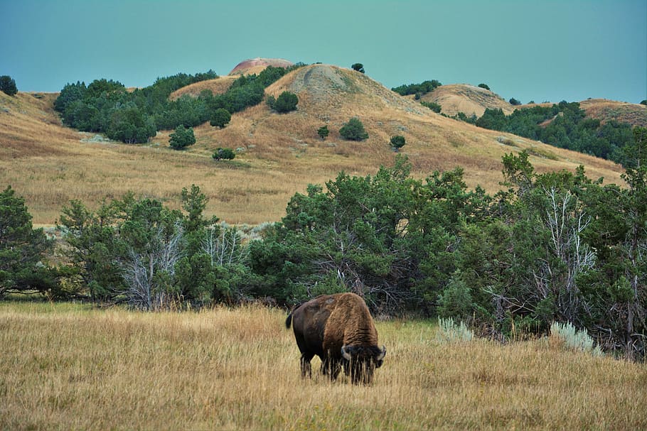 buffalo, bison, badlands, south dakota, wild, animal, mammal HD wallpaper