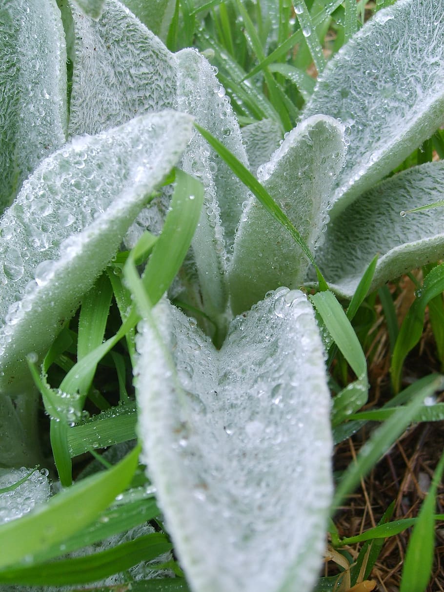 water, drop, water drop, rain, dew, morning dew, herbs, nature HD wallpaper