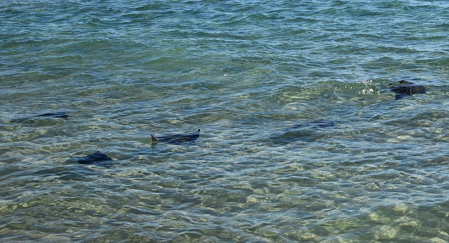 stingrays in the surf, fish, migration, autumn, fall, animal HD wallpaper