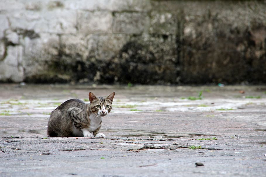 short-haired white and gray cat on gray concrete pavement, Kitten HD wallpaper