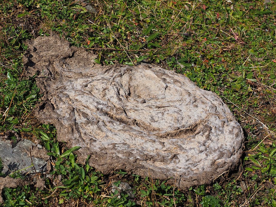 cow dung, flat bread, crap, brown, grass, digested, plant, land HD wallpaper