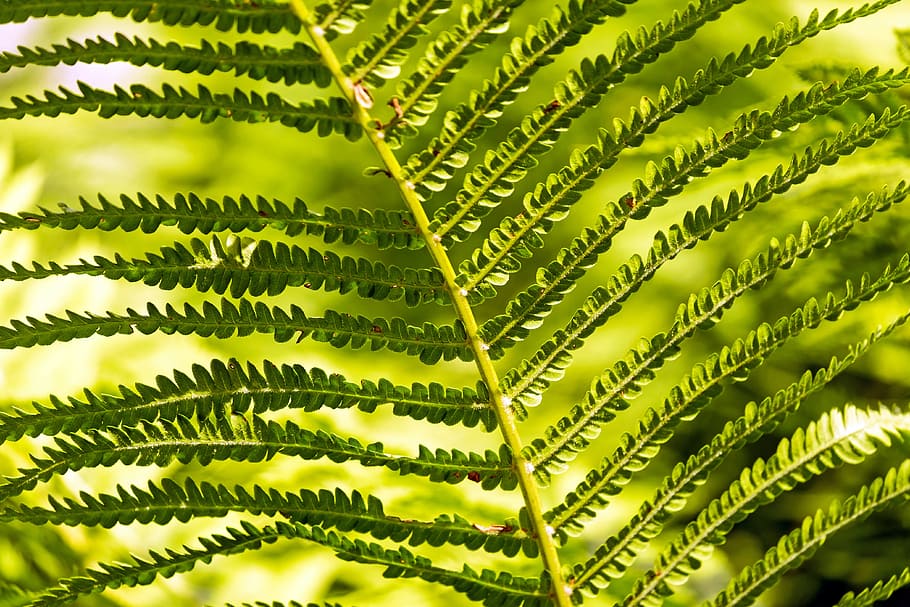 close-up photo of green fern leaf, Fern, Green, Plant, Fiddlehead