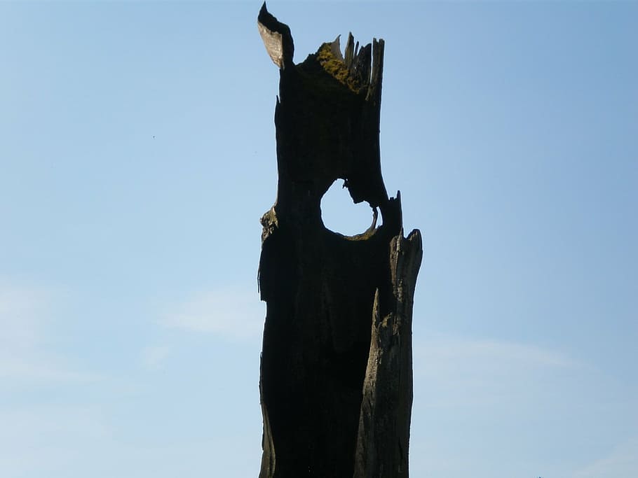 oak, hollow stem, sky watcher, eye, sky blue, low angle view HD wallpaper
