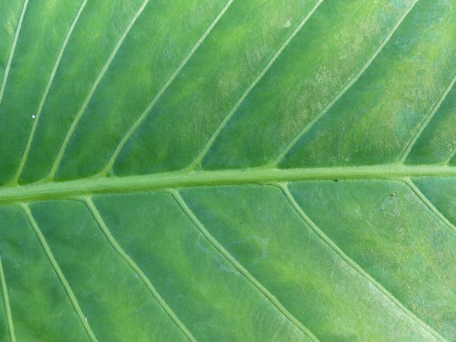 leaf, background, green, green color, plant part, backgrounds HD wallpaper