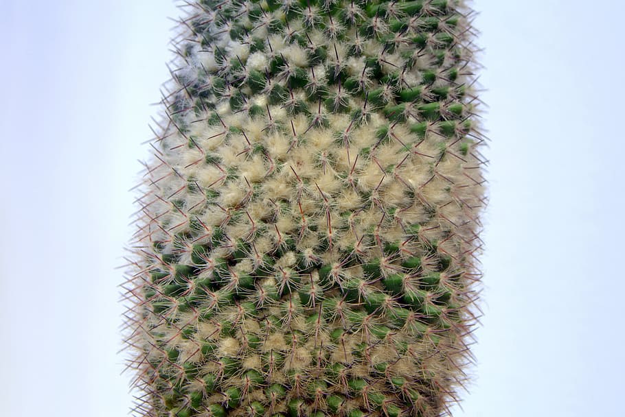 cactus, spikes, down, layer, light background, needles, ciepłolubne plants HD wallpaper
