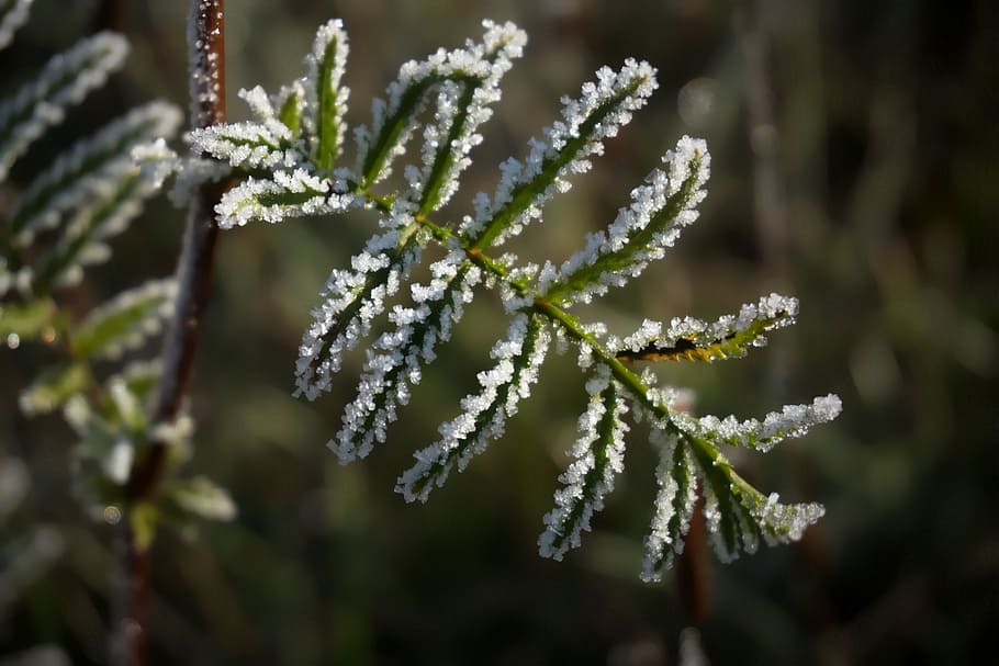 selective focus photo of white petaled flowers, frost, winter HD wallpaper
