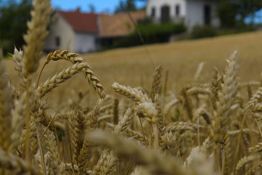 wheat, background, nearby, agriculture, crop, cereal plant HD wallpaper
