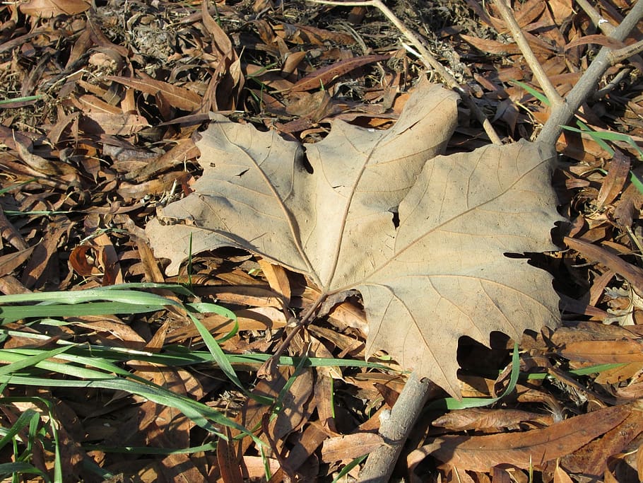 leaf, large, nature, tree, close-up, plant, natural, botanical HD wallpaper