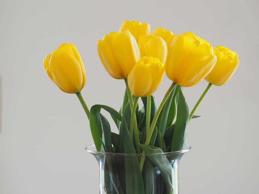 Tulip, Spring, Flower, Yellow, Blossom, bloom, color, studio shot HD wallpaper