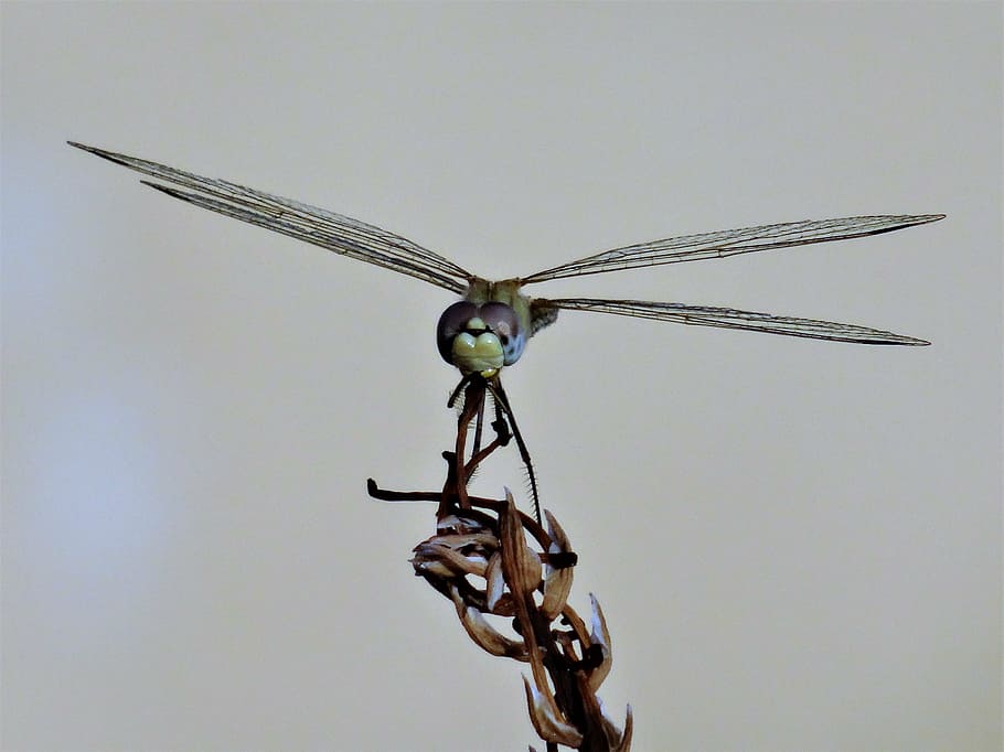 dragonfly, buzz, nature, insect, one animal, animal themes HD wallpaper