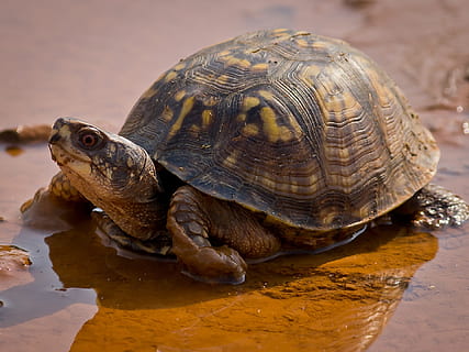 768x1024px | free download | HD wallpaper: A box turtle crawling along ...