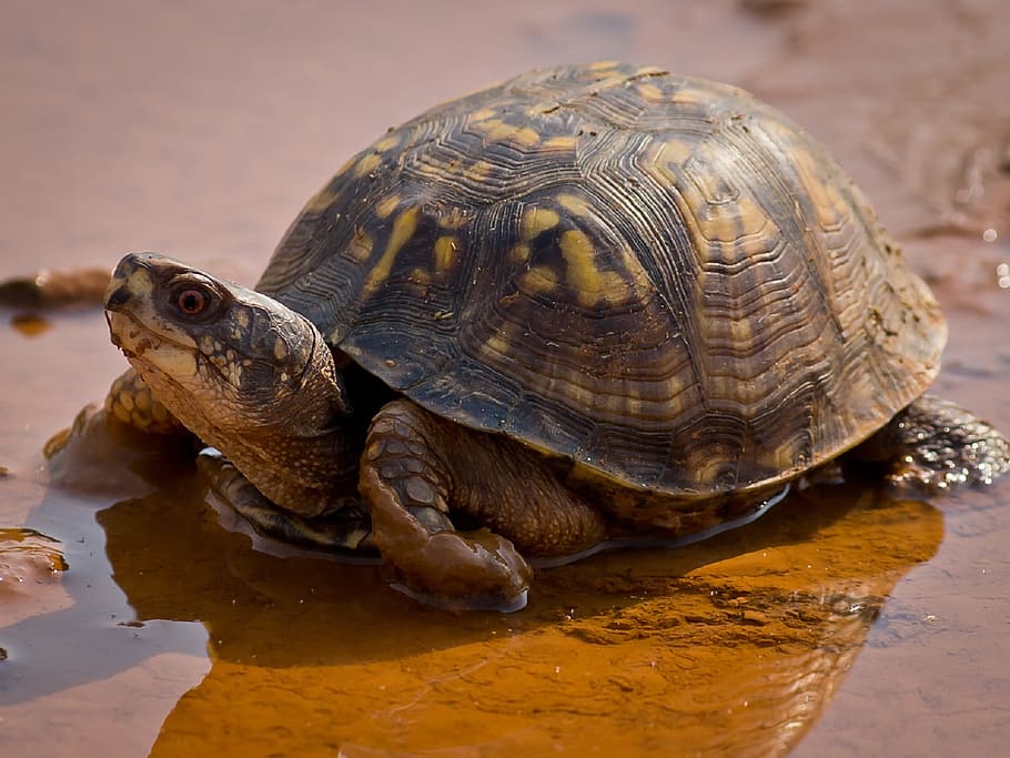 close-up photo of brown turtle, box, eastern, wildlife, reptile HD wallpaper