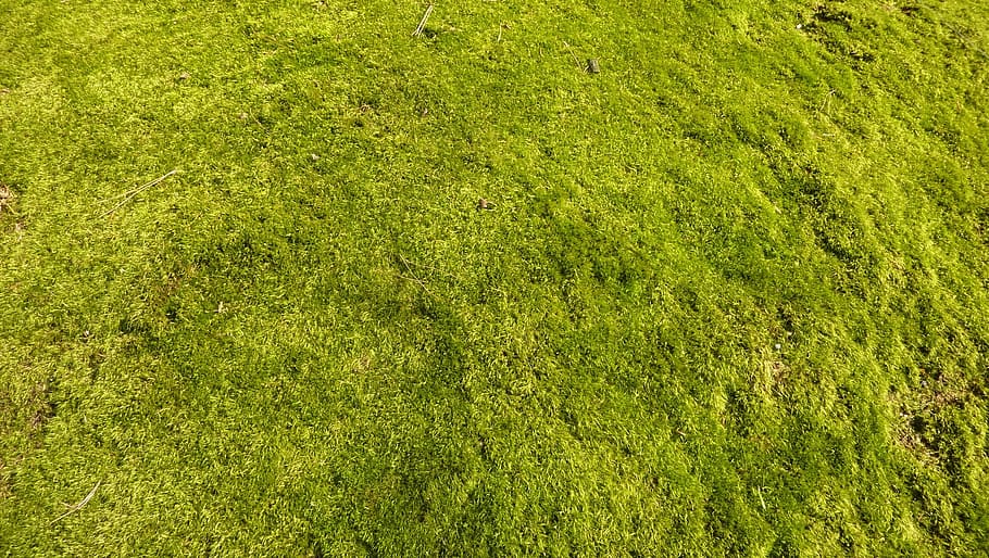 lawn, grass, garden, nature, backgrounds, green Color, outdoors HD wallpaper