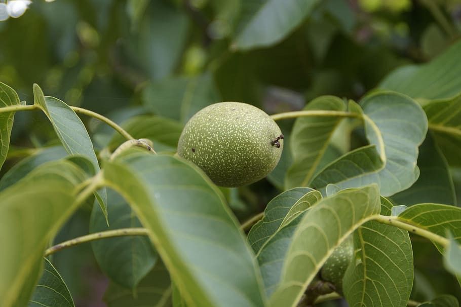 Walnut, Fruit, Frisch, Healthy, green, food, tree, immature HD wallpaper