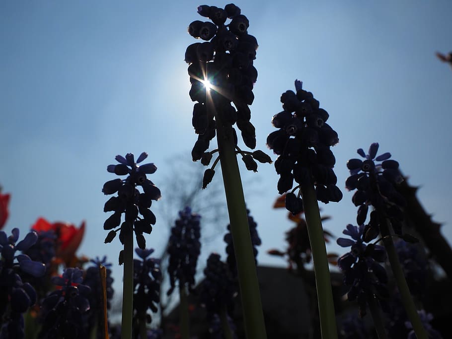 muscari, flowers, backlighting, plant, flowering plant, growth HD wallpaper