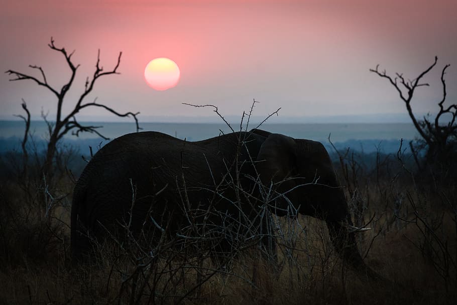swaziland, africa, natural, savannah, silhouette, elephant, HD wallpaper