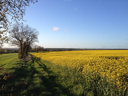 Field, Rapeseed, Shadow, Sunny, landscape, spring, rural, agriculture HD wallpaper