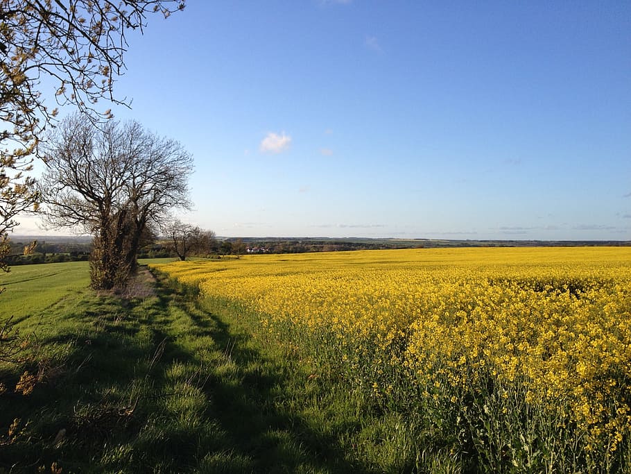 Field, Rapeseed, Shadow, Sunny, landscape, spring, rural, agriculture HD wallpaper