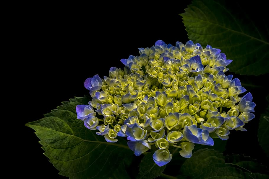 cluster of purple and green petaled flower, close up phtography of yellow and purple cluster petaled flowers HD wallpaper