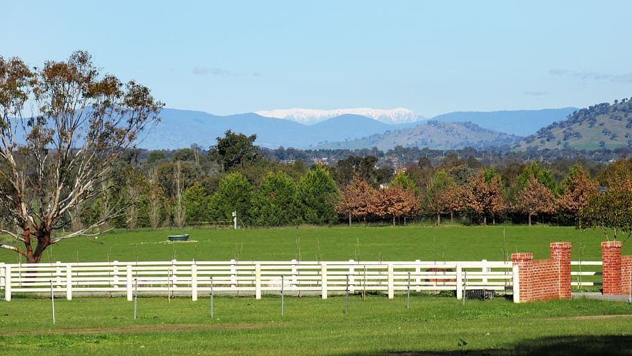 snow, on, distant, mountain, plant, tree, landscape, grass HD wallpaper