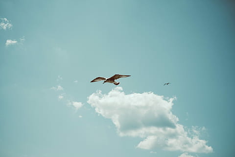 brown and white eagle bird flying, brown bird near white cloud during daytime HD wallpaper