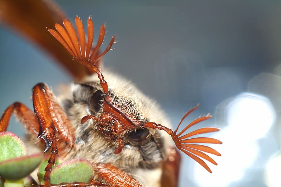 insect, may, spring, nature, invertebrate, animal themes, animal wildlife HD wallpaper