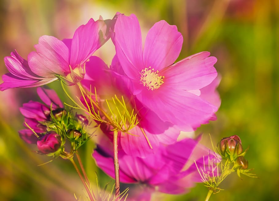 pink cosmos flowers in bloom at daytime, cosmea, double exposure, HD wallpaper