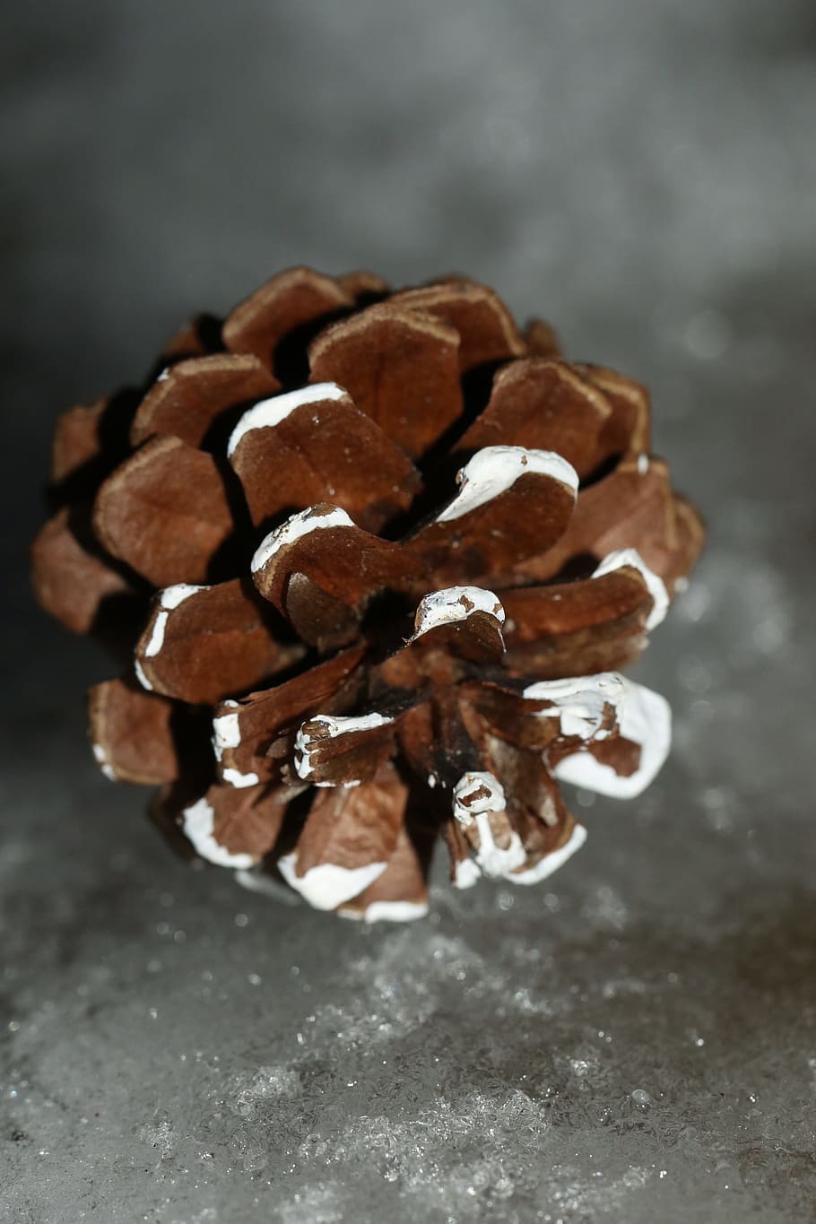 pinecone, winter, macro, food, close-up, food and drink, indoors HD wallpaper