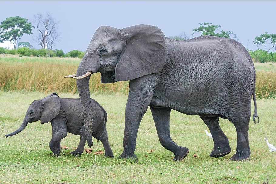 two black elephants walking in the green field, africa, african bush elephant