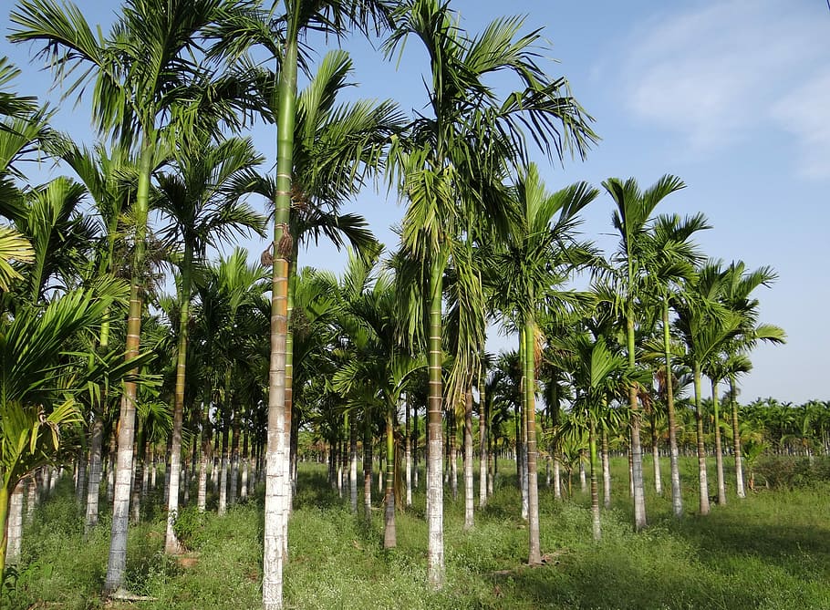 areca download