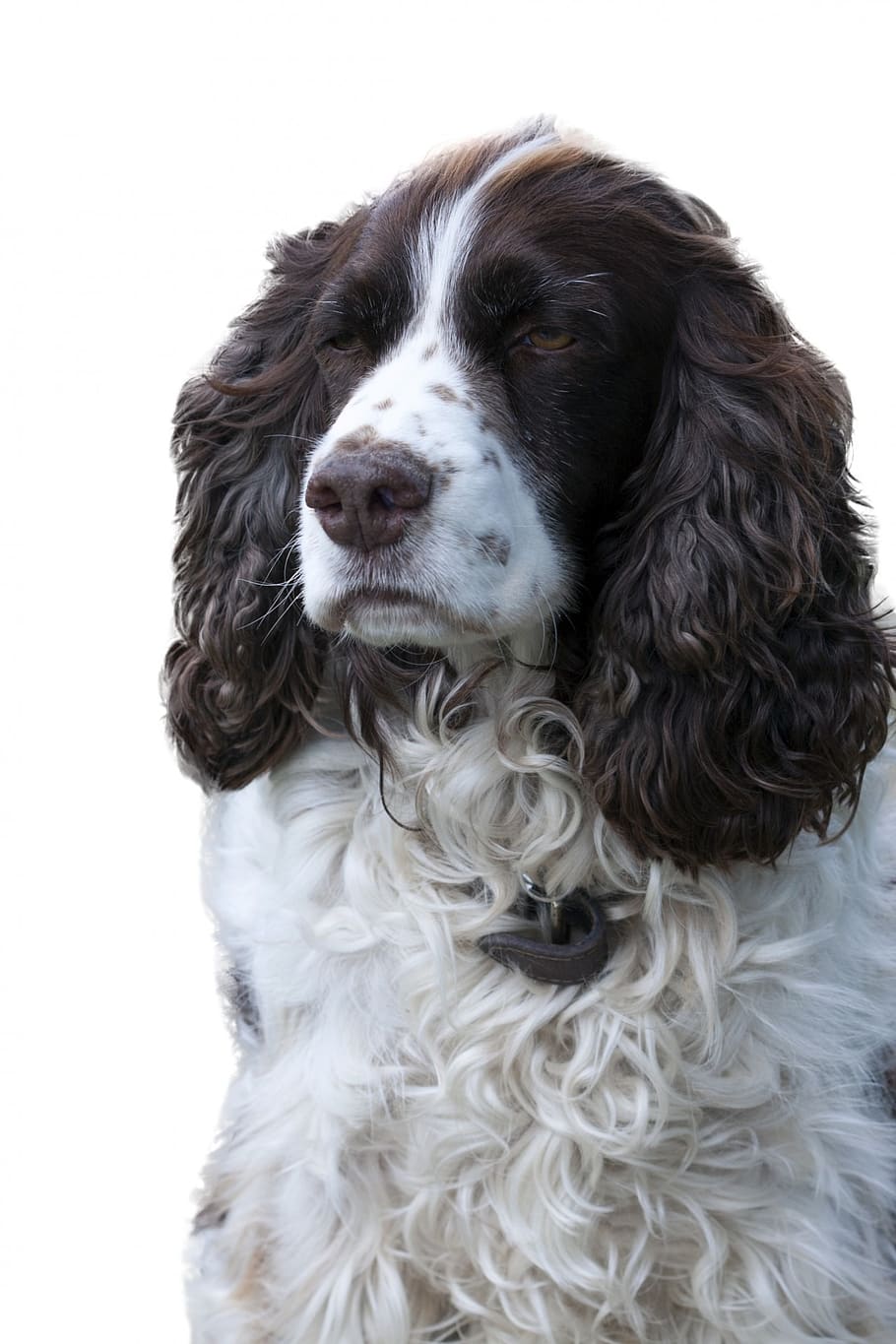 dog, english springer spaniel, portrait, isolated, white, background, HD wallpaper