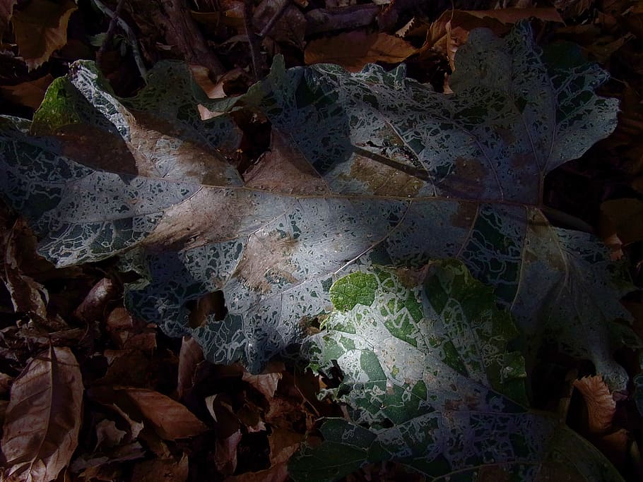 leaf, fall, plant, lace, plant part, no people, nature, close-up HD wallpaper