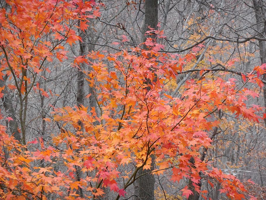 Fall, Trees, Leaves, Change, Autumn, season, leaf, yellow, orange HD wallpaper