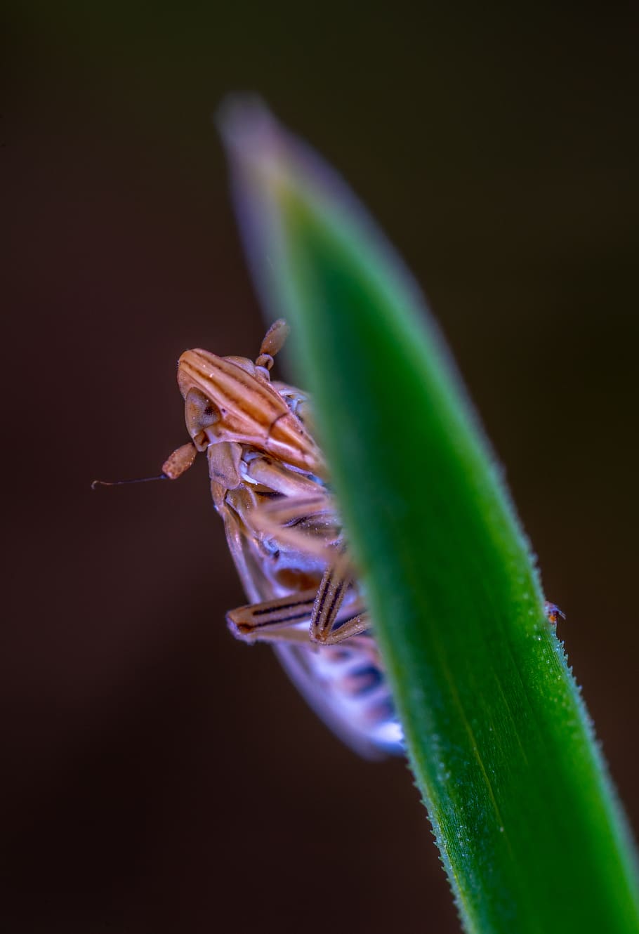 for ordinary high rot leafhopper, blade of grass, close-up, HD wallpaper