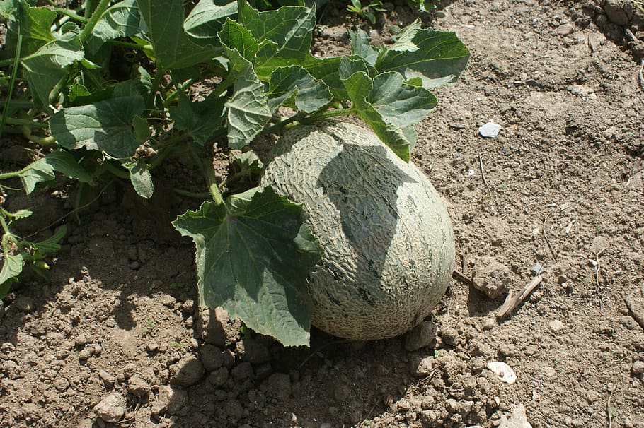 melon, fruit, plant, growth, leaf, nature, plant part, high angle view HD wallpaper