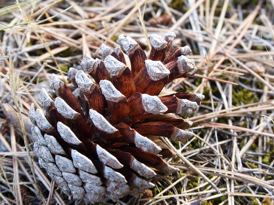 pineapple, pinnace, forest, close-up, day, focus on foreground HD wallpaper