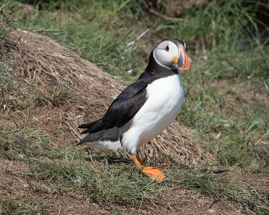 puffin, nest hole, nesting, north sea, bird, seabird, wildlife