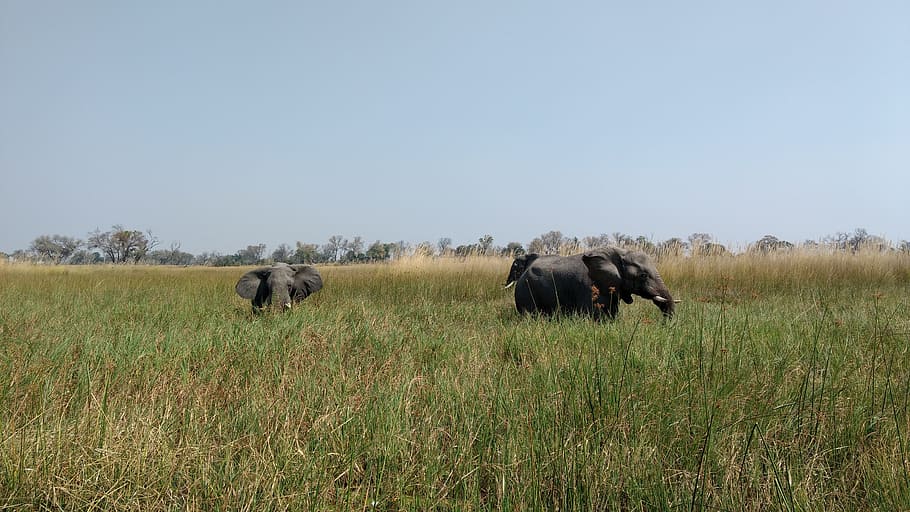 mammal, grass, grassland, outdoors, elephant, botswana, okavango, HD wallpaper