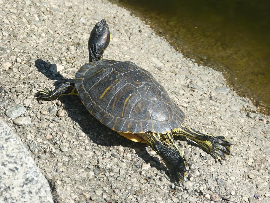 turtle, water turtle, reptile, relaxing, water animal, nature